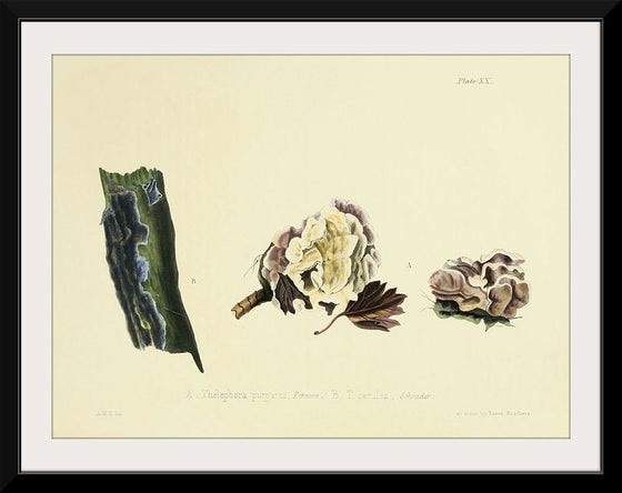 "Illustrations of British Mycology Plate 20 (1847-1855)", Anna Maria Hussey