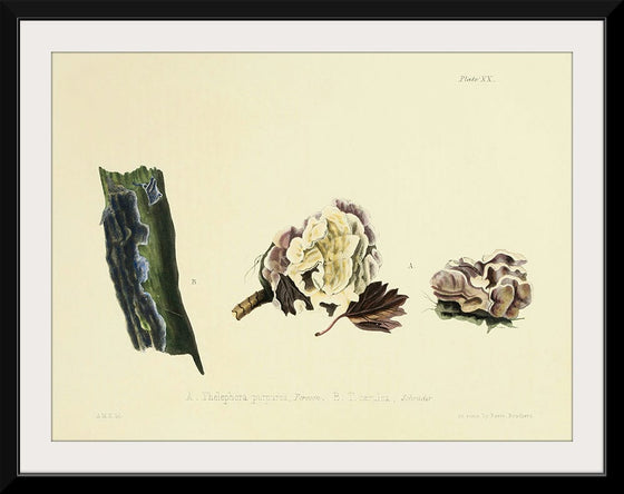 "Illustrations of British Mycology Plate 20 (1847-1855)", Anna Maria Hussey