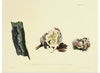 "Illustrations of British Mycology Plate 20 (1847-1855)", Anna Maria Hussey