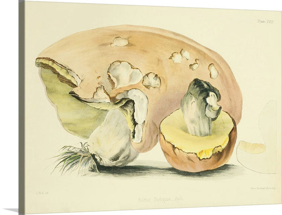 "Illustrations of British Mycology Plate 22 (1847-1855)", Anna Maria Hussey