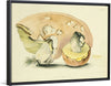 "Illustrations of British Mycology Plate 22 (1847-1855)", Anna Maria Hussey