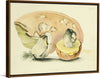 "Illustrations of British Mycology Plate 22 (1847-1855)", Anna Maria Hussey