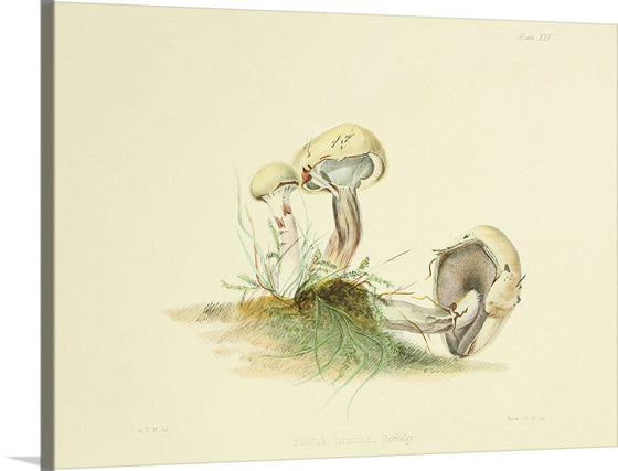 "Illustrations of British Mycology Plate 25 (1847-1855)", Anna Maria Hussey