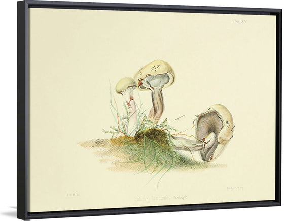 "Illustrations of British Mycology Plate 25 (1847-1855)", Anna Maria Hussey