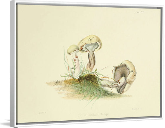 "Illustrations of British Mycology Plate 25 (1847-1855)", Anna Maria Hussey