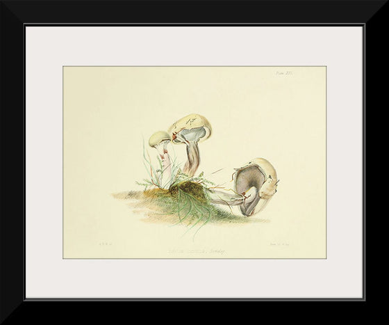 "Illustrations of British Mycology Plate 25 (1847-1855)", Anna Maria Hussey