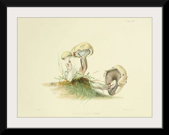 "Illustrations of British Mycology Plate 25 (1847-1855)", Anna Maria Hussey