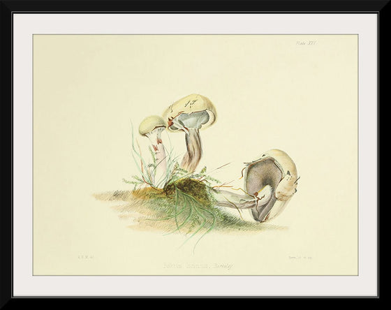 "Illustrations of British Mycology Plate 25 (1847-1855)", Anna Maria Hussey