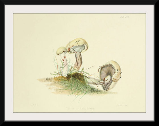 "Illustrations of British Mycology Plate 25 (1847-1855)", Anna Maria Hussey