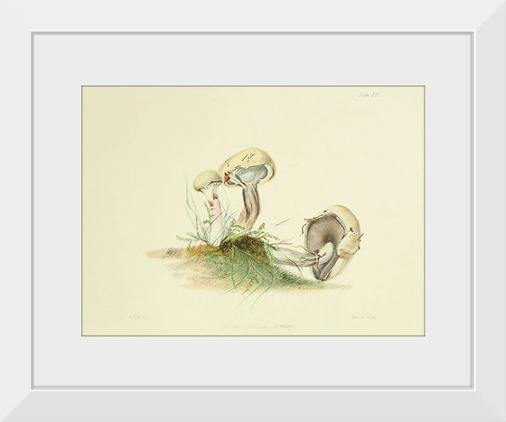 "Illustrations of British Mycology Plate 25 (1847-1855)", Anna Maria Hussey