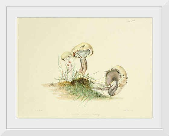 "Illustrations of British Mycology Plate 25 (1847-1855)", Anna Maria Hussey