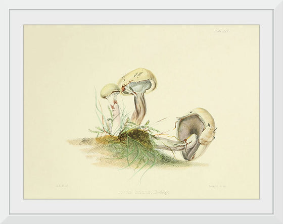 "Illustrations of British Mycology Plate 25 (1847-1855)", Anna Maria Hussey