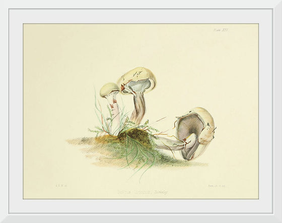 "Illustrations of British Mycology Plate 25 (1847-1855)", Anna Maria Hussey