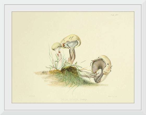 "Illustrations of British Mycology Plate 25 (1847-1855)", Anna Maria Hussey