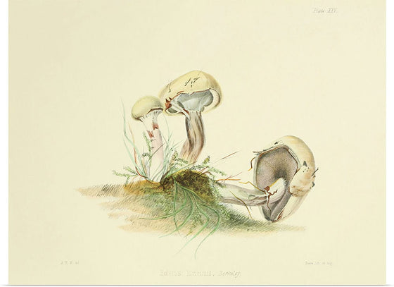 "Illustrations of British Mycology Plate 25 (1847-1855)", Anna Maria Hussey