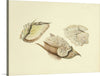 "Illustrations of British Mycology Plate 28 (1847-1855)", Anna Maria Hussey