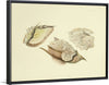 "Illustrations of British Mycology Plate 28 (1847-1855)", Anna Maria Hussey