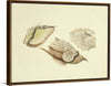 "Illustrations of British Mycology Plate 28 (1847-1855)", Anna Maria Hussey