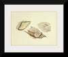 "Illustrations of British Mycology Plate 28 (1847-1855)", Anna Maria Hussey