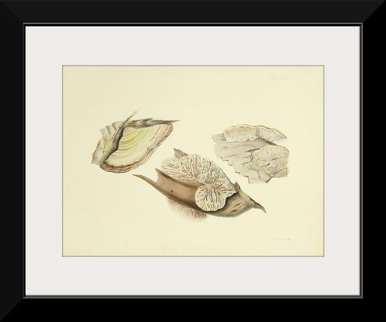 "Illustrations of British Mycology Plate 28 (1847-1855)", Anna Maria Hussey