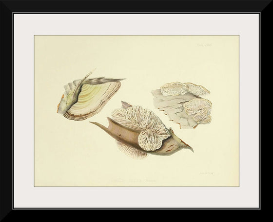 "Illustrations of British Mycology Plate 28 (1847-1855)", Anna Maria Hussey