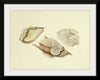 "Illustrations of British Mycology Plate 28 (1847-1855)", Anna Maria Hussey