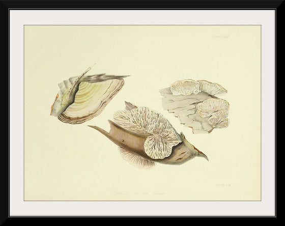 "Illustrations of British Mycology Plate 28 (1847-1855)", Anna Maria Hussey