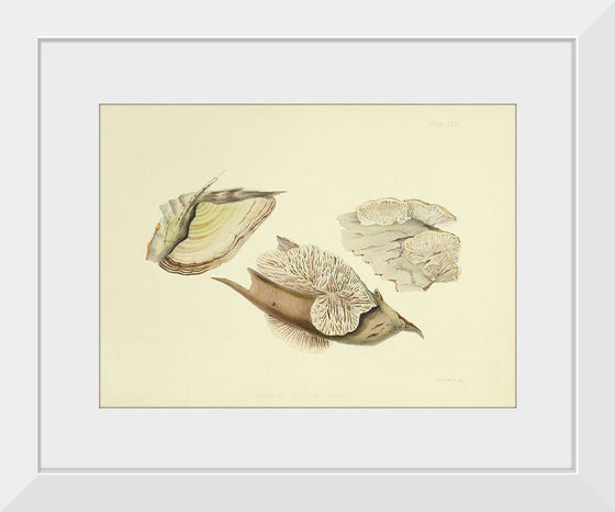 "Illustrations of British Mycology Plate 28 (1847-1855)", Anna Maria Hussey