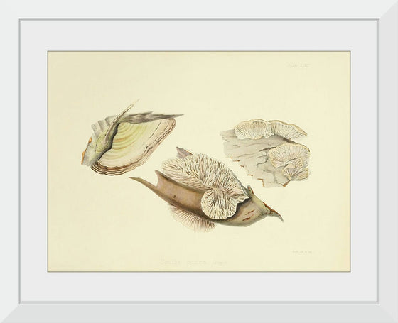 "Illustrations of British Mycology Plate 28 (1847-1855)", Anna Maria Hussey