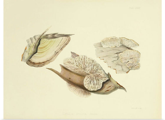 "Illustrations of British Mycology Plate 28 (1847-1855)", Anna Maria Hussey