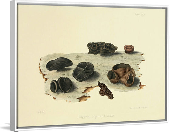 "Illustrations of British Mycology Plate 32 (1847-1855)", Anna Maria Hussey