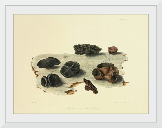 "Illustrations of British Mycology Plate 32 (1847-1855)", Anna Maria Hussey