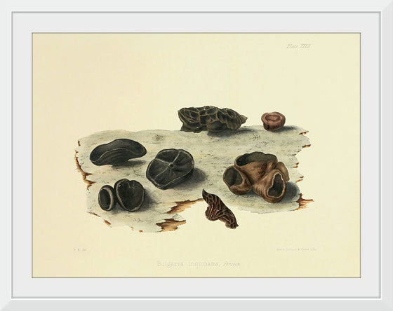 "Illustrations of British Mycology Plate 32 (1847-1855)", Anna Maria Hussey