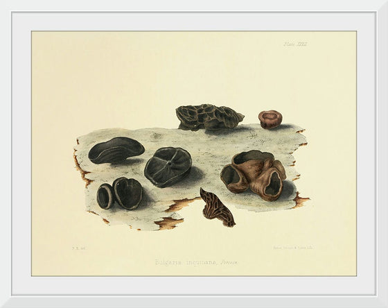 "Illustrations of British Mycology Plate 32 (1847-1855)", Anna Maria Hussey