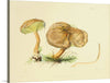 "Illustrations of British Mycology Plate 34 (1847-1855)", Anna Maria Hussey