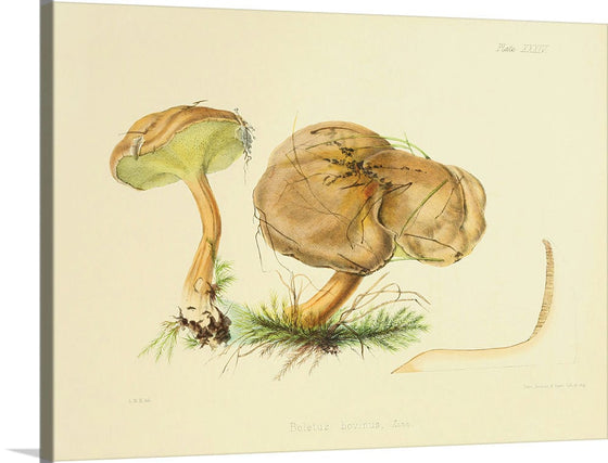 "Illustrations of British Mycology Plate 34 (1847-1855)", Anna Maria Hussey