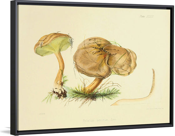 "Illustrations of British Mycology Plate 34 (1847-1855)", Anna Maria Hussey