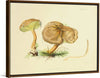 "Illustrations of British Mycology Plate 34 (1847-1855)", Anna Maria Hussey