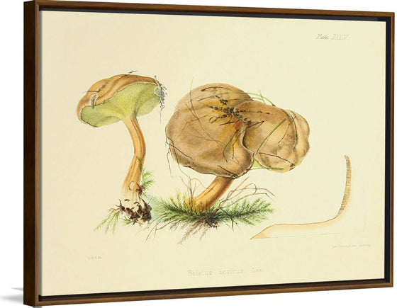 "Illustrations of British Mycology Plate 34 (1847-1855)", Anna Maria Hussey