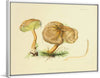 "Illustrations of British Mycology Plate 34 (1847-1855)", Anna Maria Hussey