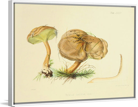 "Illustrations of British Mycology Plate 34 (1847-1855)", Anna Maria Hussey