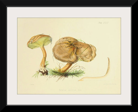 "Illustrations of British Mycology Plate 34 (1847-1855)", Anna Maria Hussey