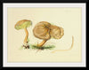 "Illustrations of British Mycology Plate 34 (1847-1855)", Anna Maria Hussey