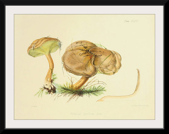 "Illustrations of British Mycology Plate 34 (1847-1855)", Anna Maria Hussey