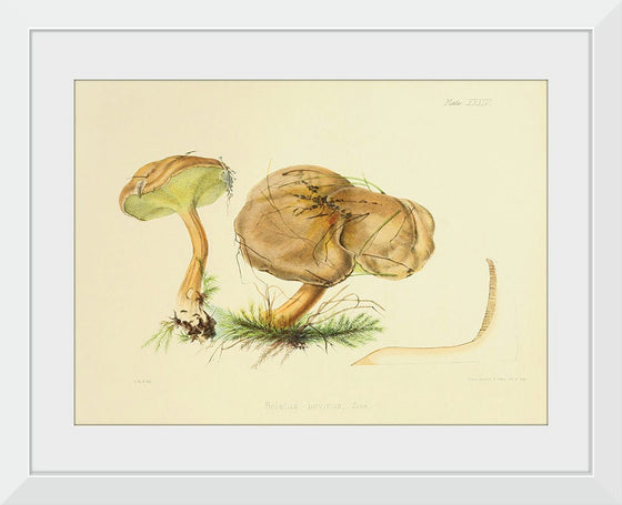 "Illustrations of British Mycology Plate 34 (1847-1855)", Anna Maria Hussey