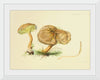 "Illustrations of British Mycology Plate 34 (1847-1855)", Anna Maria Hussey