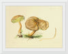 "Illustrations of British Mycology Plate 34 (1847-1855)", Anna Maria Hussey