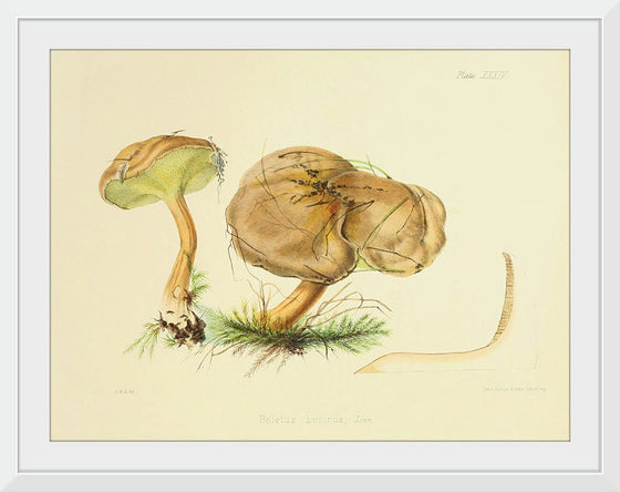 "Illustrations of British Mycology Plate 34 (1847-1855)", Anna Maria Hussey