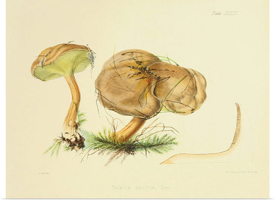 "Illustrations of British Mycology Plate 34 (1847-1855)", Anna Maria Hussey