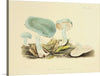 "Illustrations of British Mycology Plate 35 (1847-1855)", Anna Maria Hussey